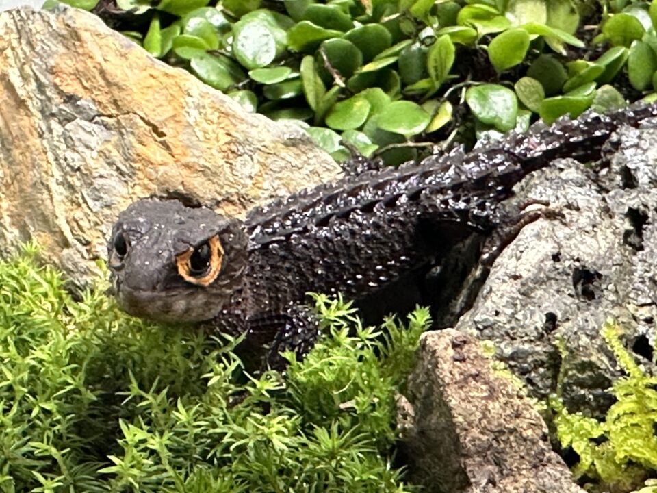 アカメカブトトカゲ 福岡県北九州市の爬虫類販売ショップ レップファクトリー