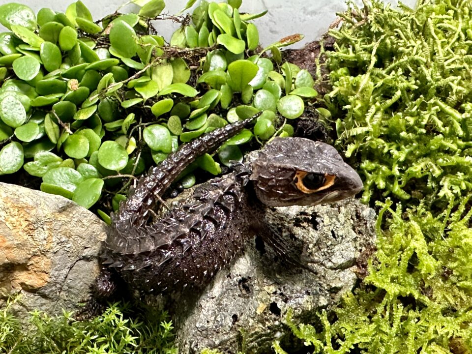 アカメカブトトカゲ 福岡県北九州市の爬虫類販売ショップ レップファクトリー