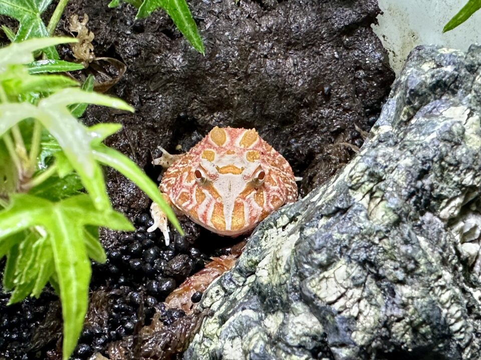 クランウェルツノガエル ストロベリー 福岡県北九州市の爬虫類販売ショップ レップファクトリー