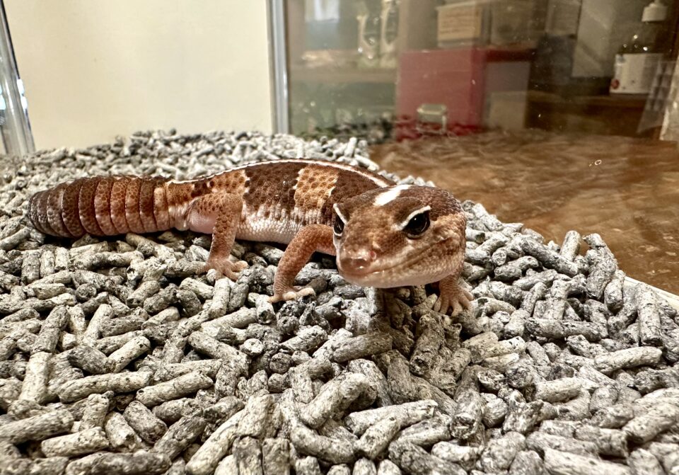 ニシアフリカトカゲモドキ 福岡県北九州市の爬虫類販売ショップ レップファクトリー