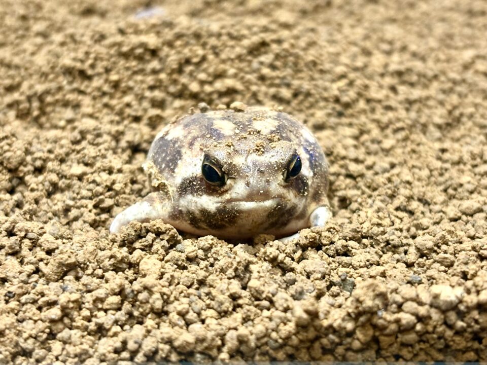 アメフクラガエル 福岡県北九州市小倉北区の爬虫類販売ショップ レップファクトリー