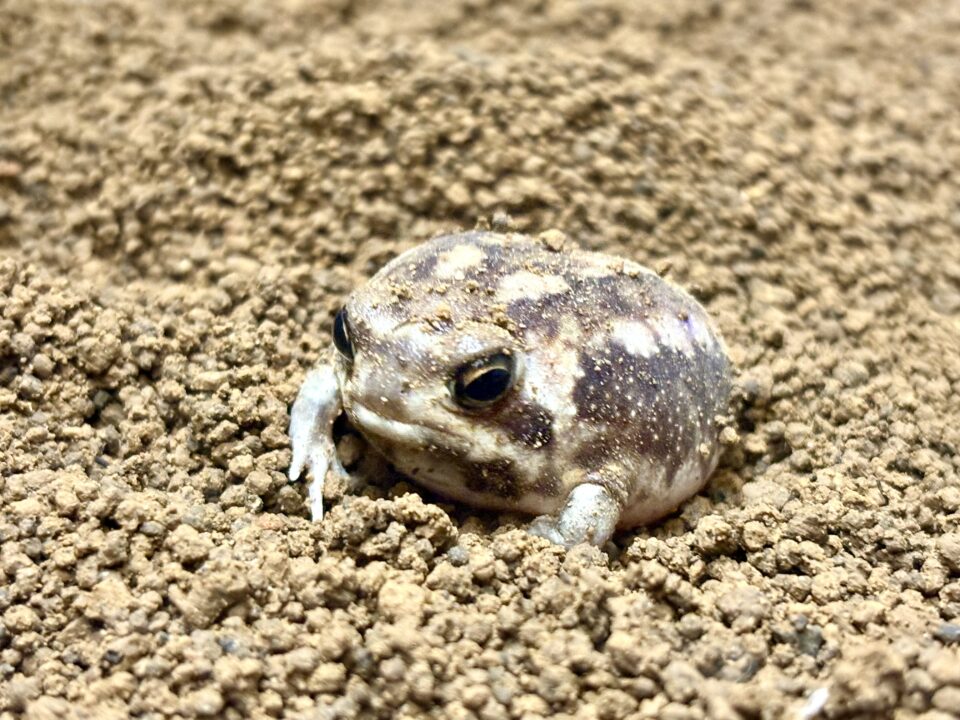 アメフクラガエル 福岡県北九州市小倉北区の爬虫類販売ショップ レップファクトリー