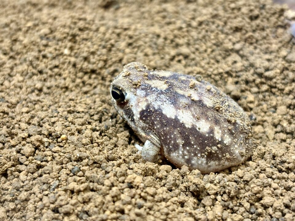 アメフクラガエル 福岡県北九州市小倉北区の爬虫類販売ショップ レップファクトリー